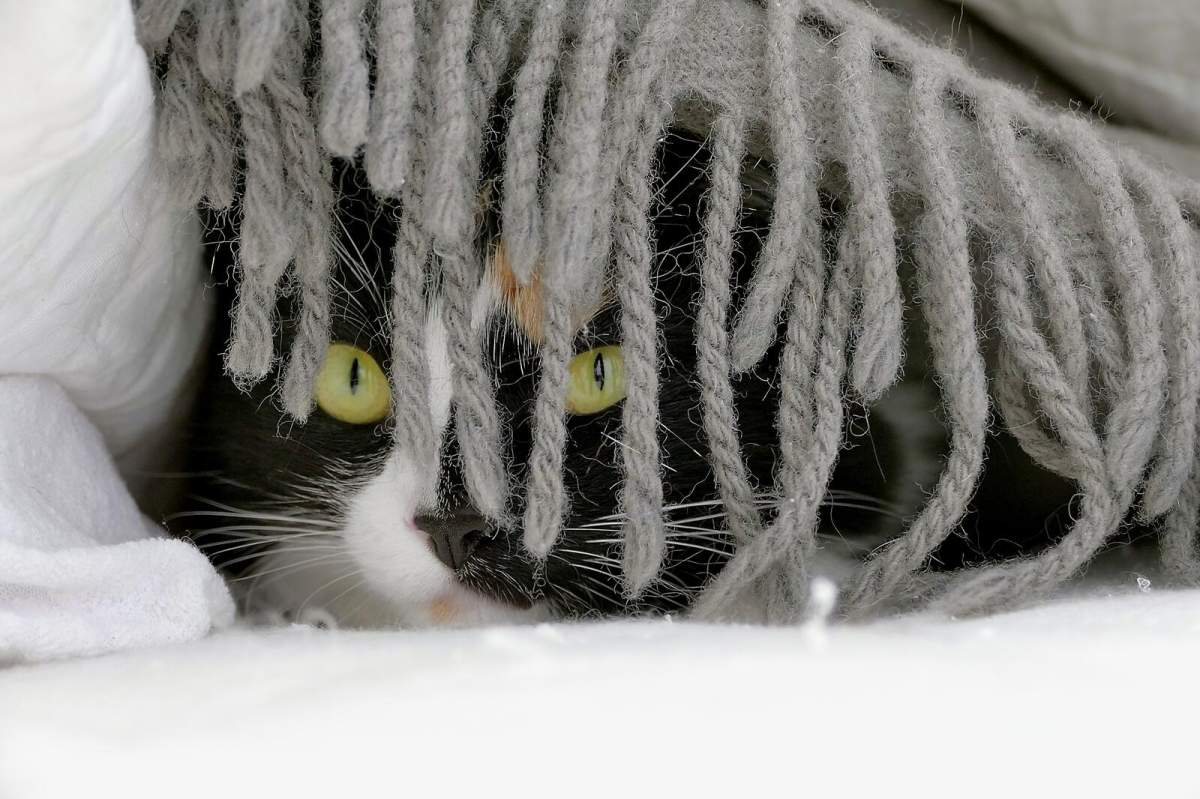 A cat peeks from behind fringe fabric.