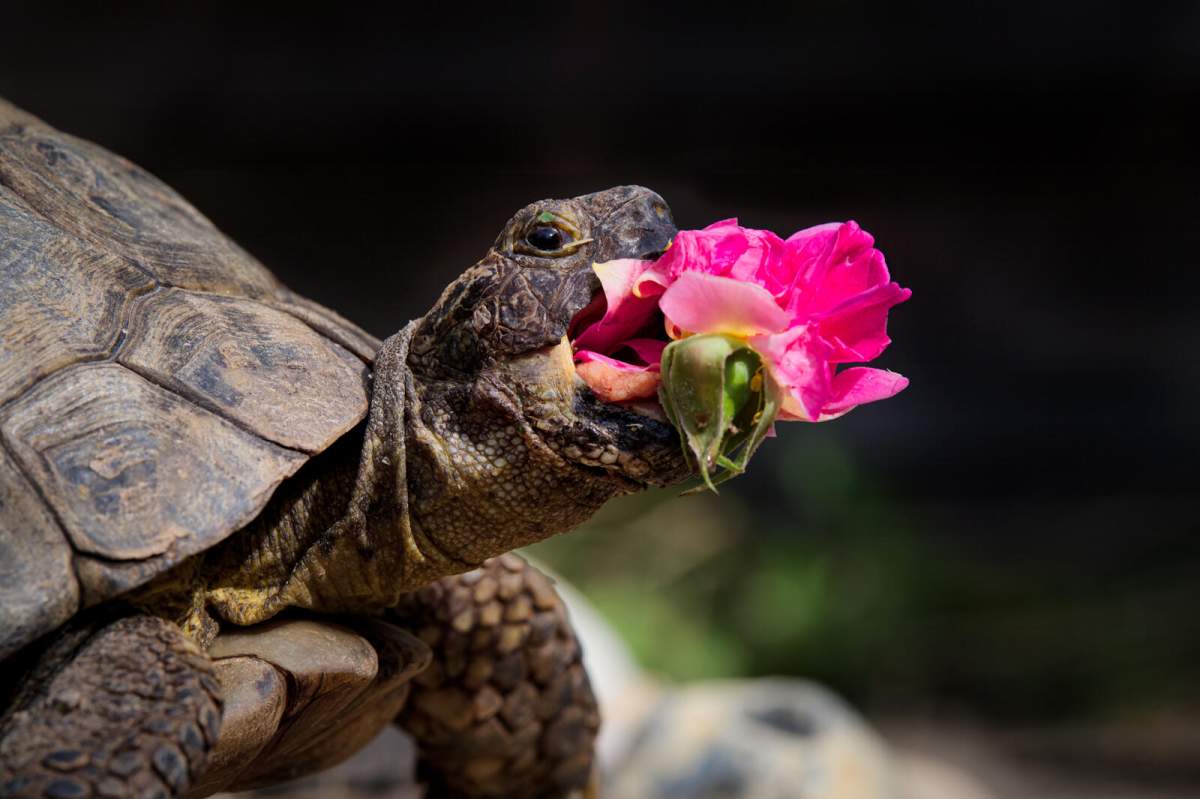 A turtle eats a pink flower.