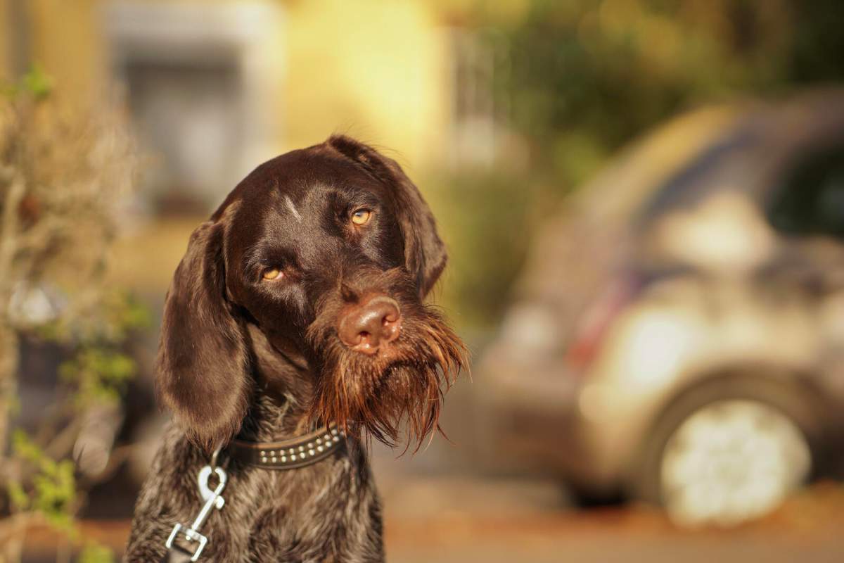 A brown dog with its head tilted to the left.