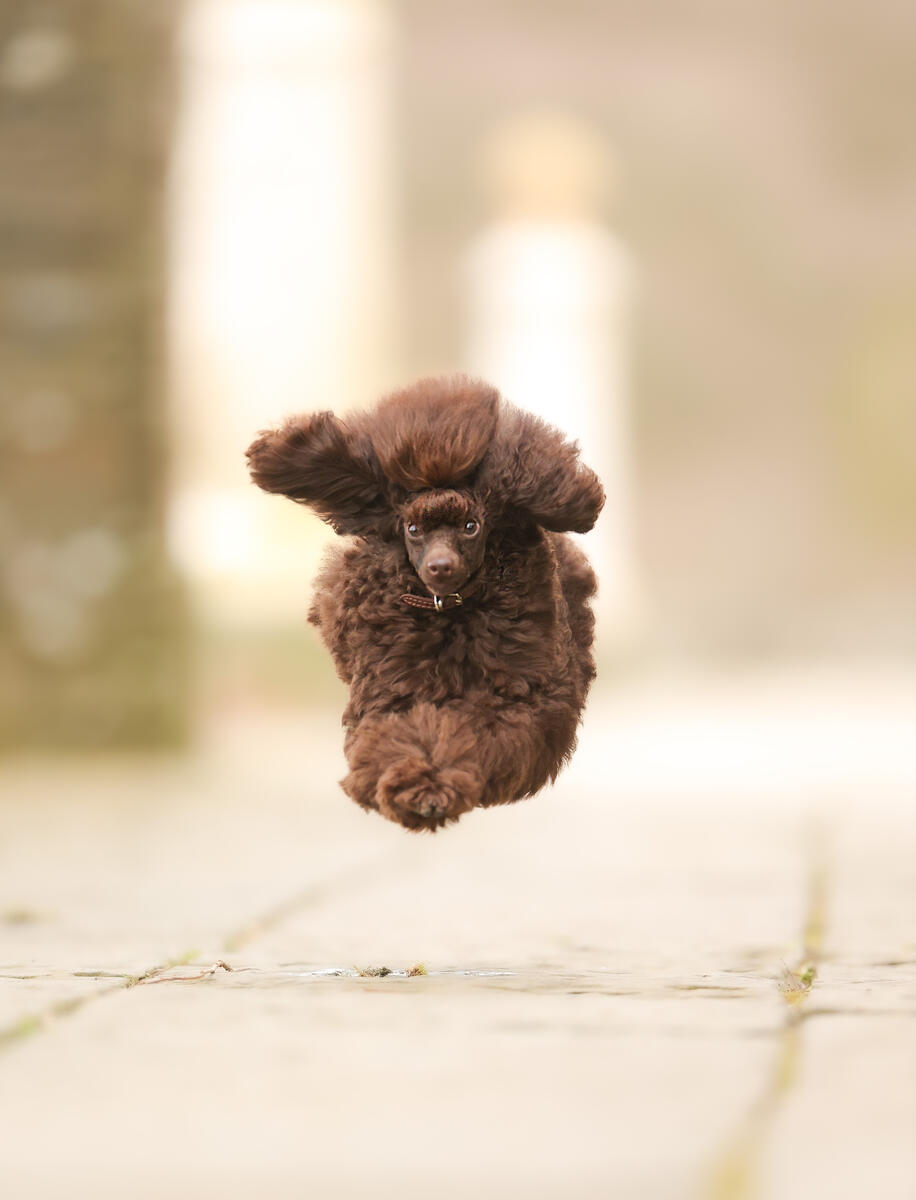 A small brown dog, mid-air.