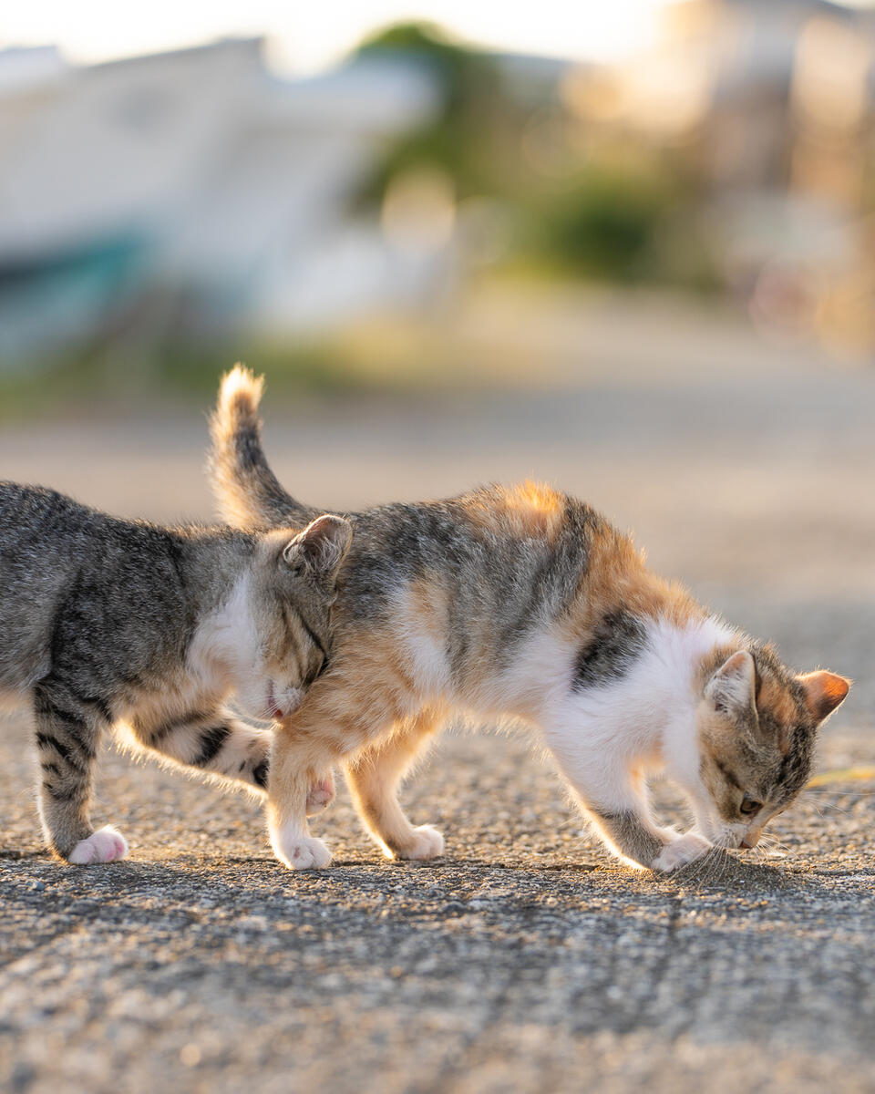 Two kittens colliding as they walk.