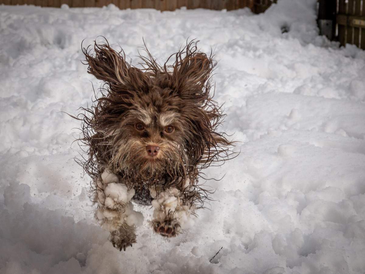 An unhappy looking dog with wild hair in the snow.