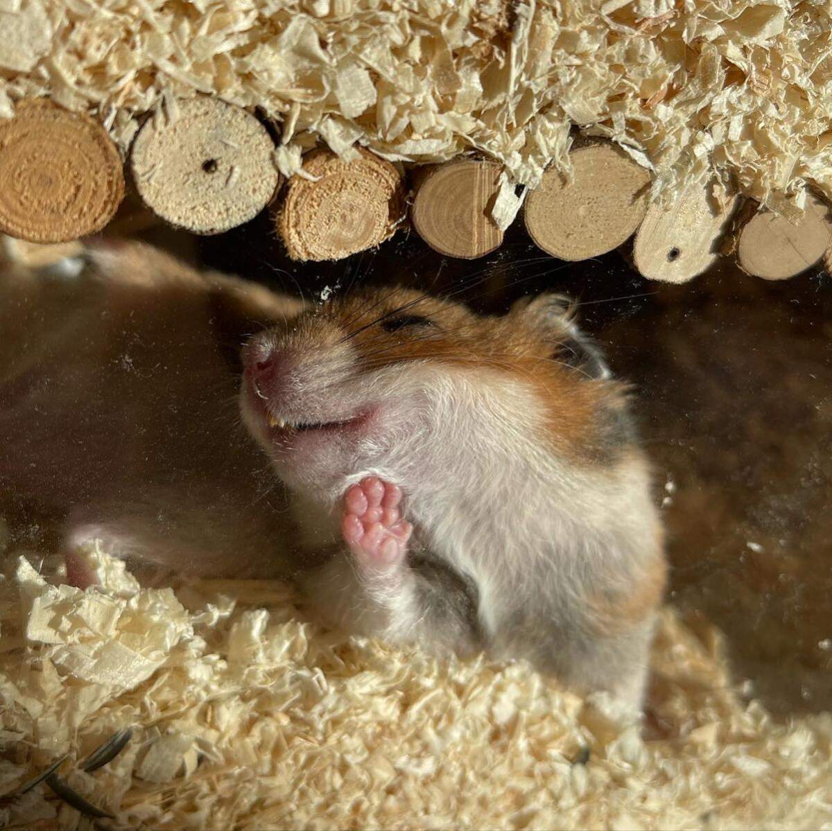 A hamster with its hand pressed against glass.