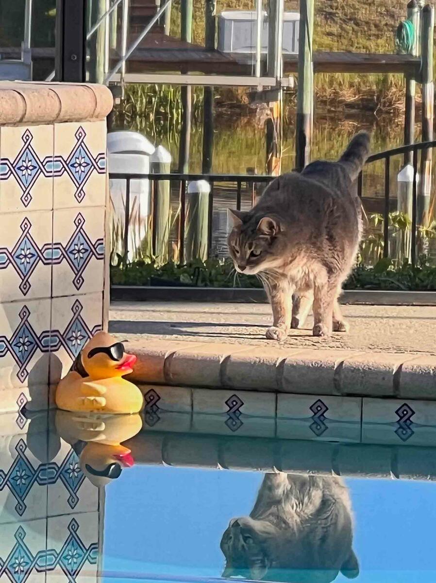A cat in front of a pool, where its reflection is seen.