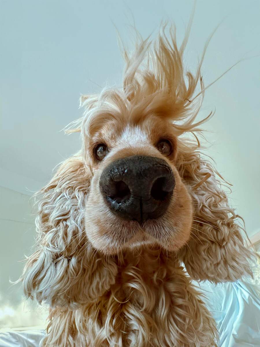 A dog, looking down at the camera.