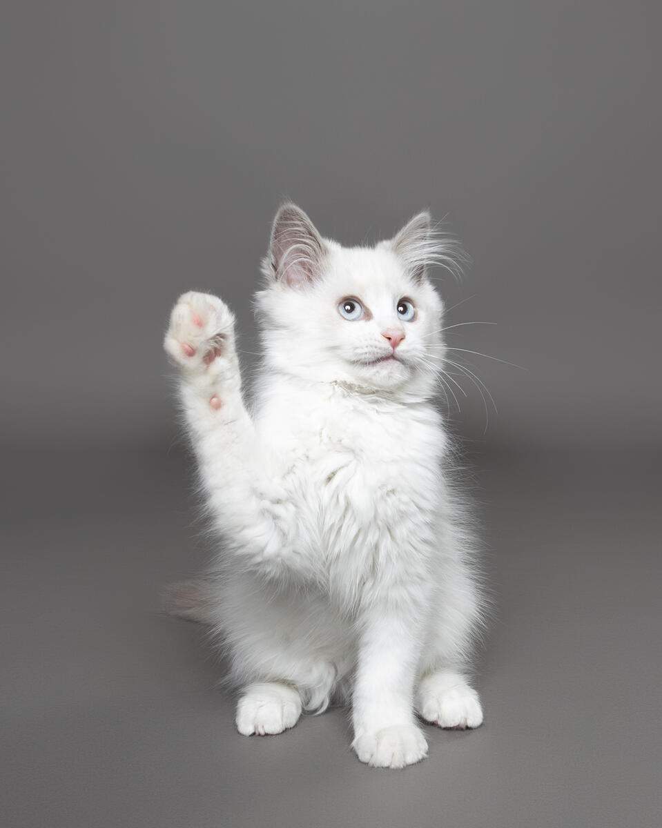 A white cat holding its paw in the air.