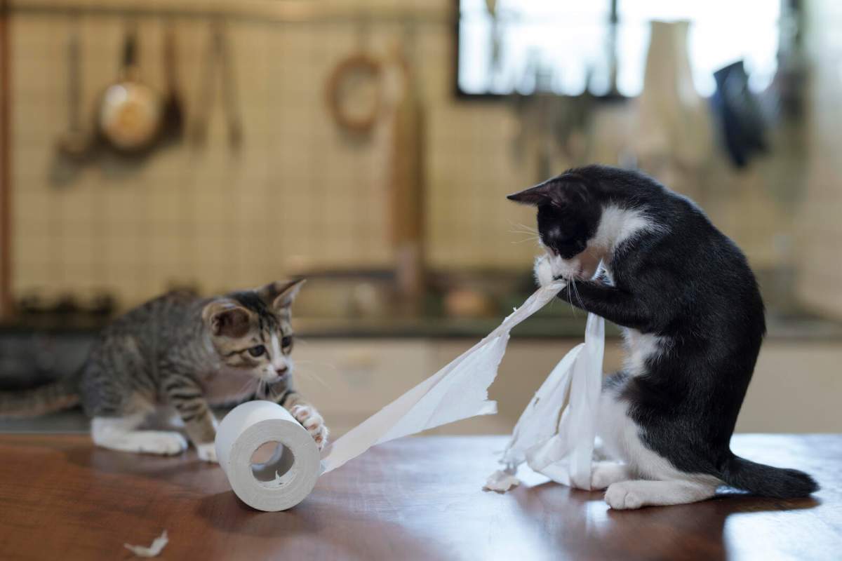 Two cats playing with a roll of toilet paper.