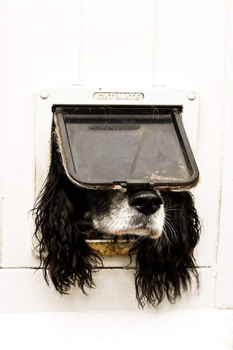 A dog with its head sticking through a pet door flap