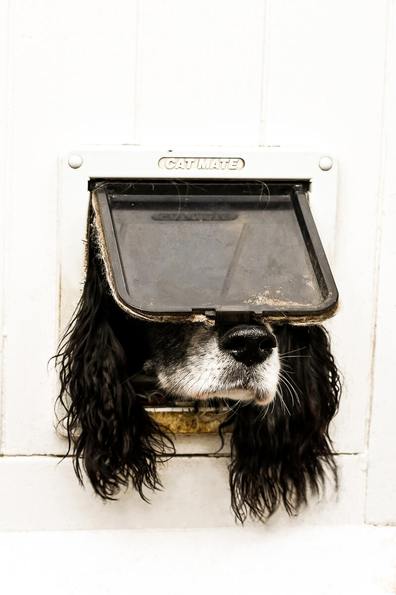 A dog with its head sticking through a pet door flap