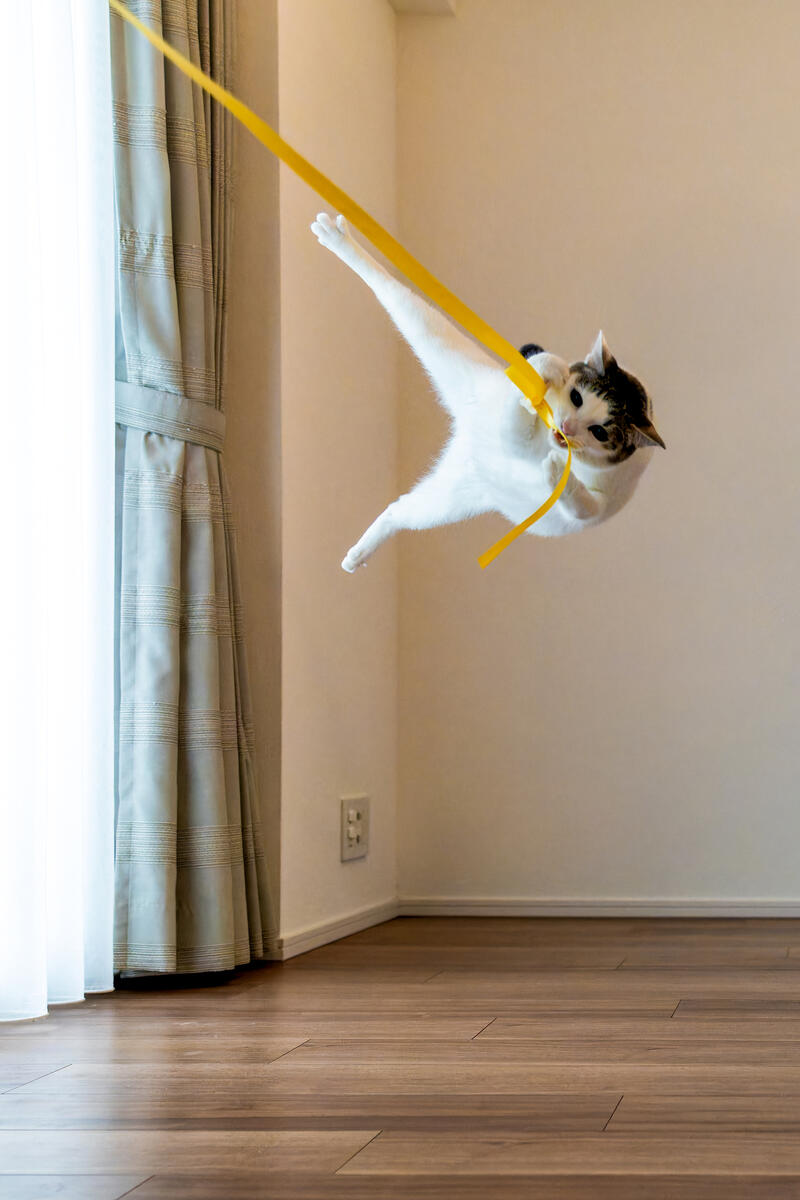 A white and black cat, feet above the ground as it swings from a yellow band.