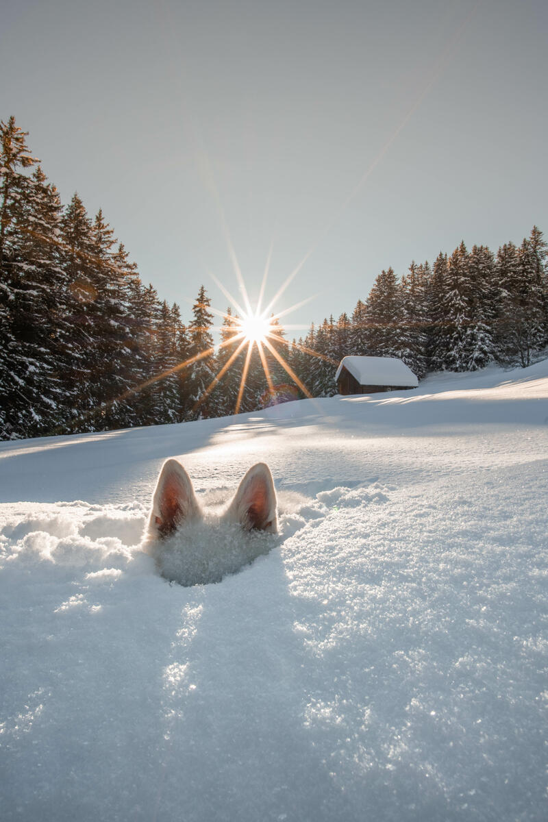 White ears of a dog peek up from teh snow.