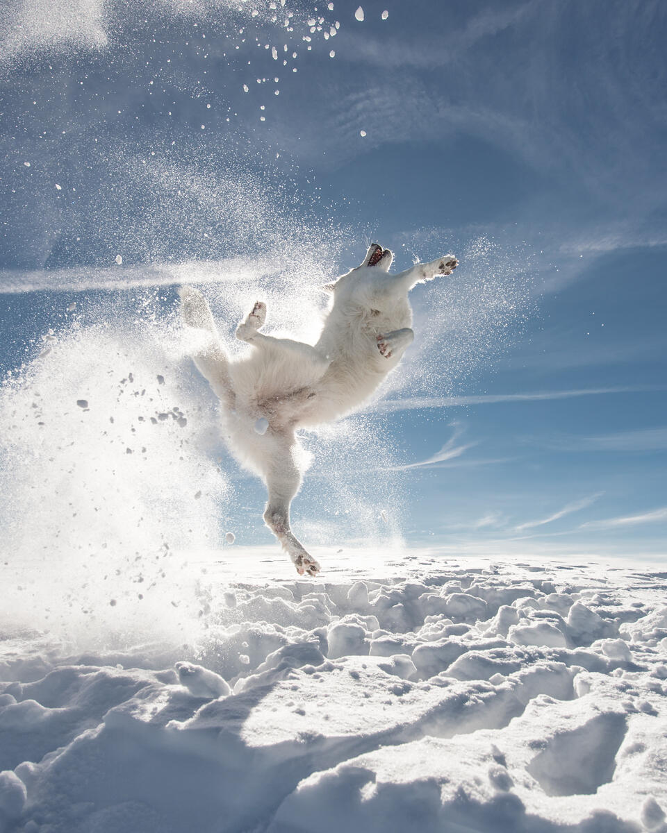 A white dog leaping in the air over snow.