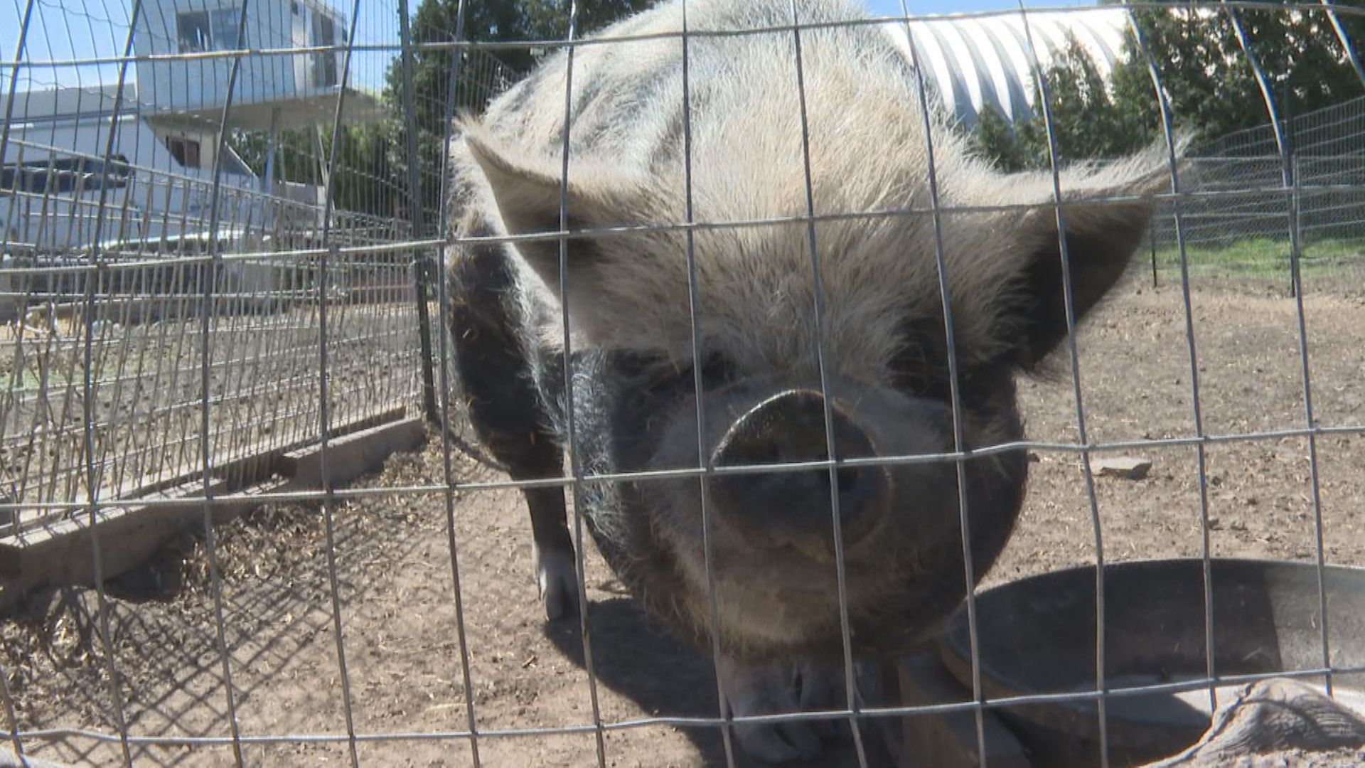 Star s Piggly Wiggly s Sanctuary е дом на 42 прасета най много