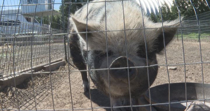 Star's Piggly Wiggly's Sanctuary е дом на 42 прасета, най-много