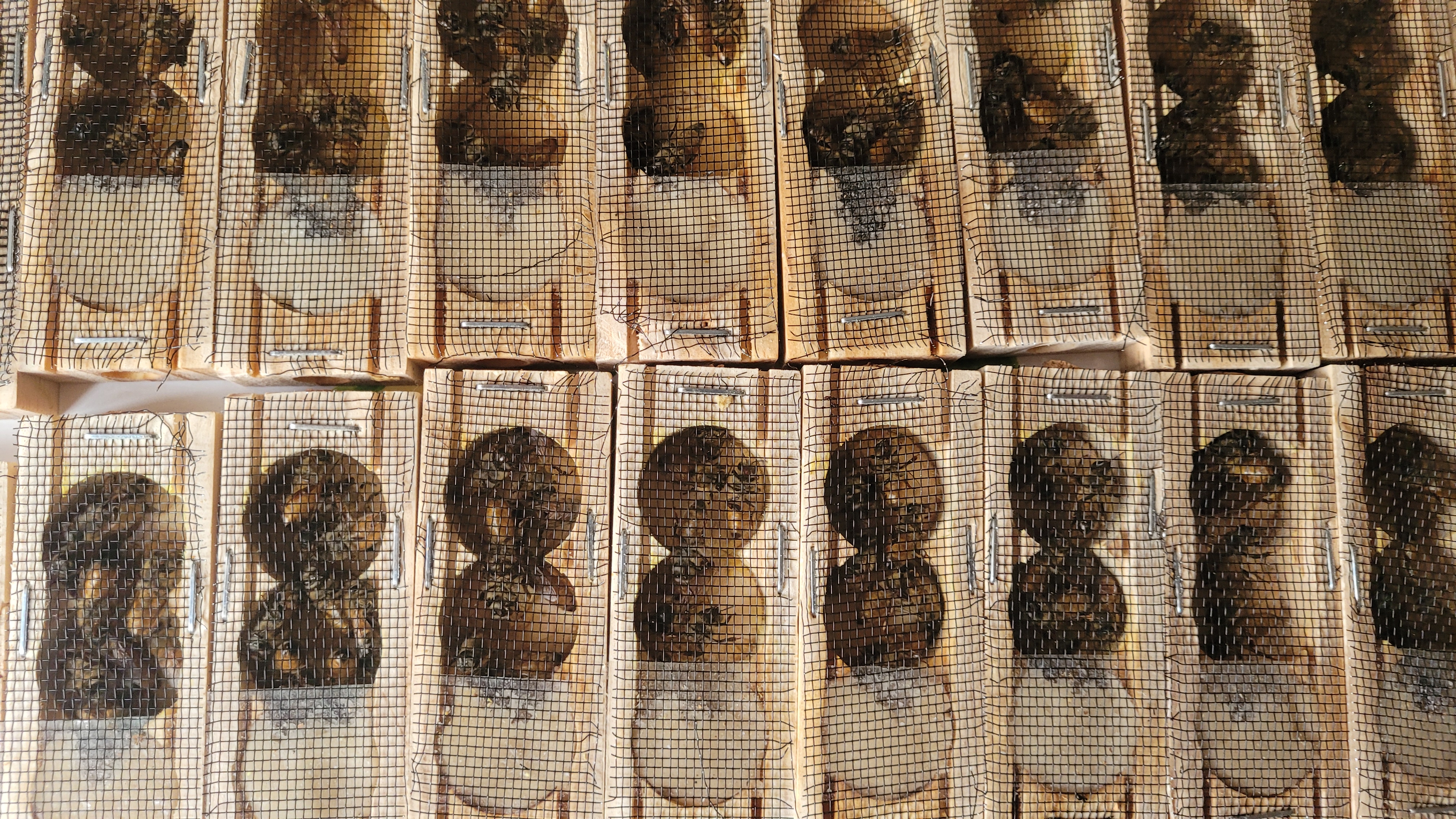 Image of several queen bee in their wooden cages with their attendants.