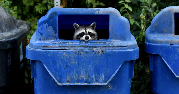 A virus that can turn a raccoon into a “zombie” has been raging for years, with outbreaks reported in many parts of Canada. CDV will make 