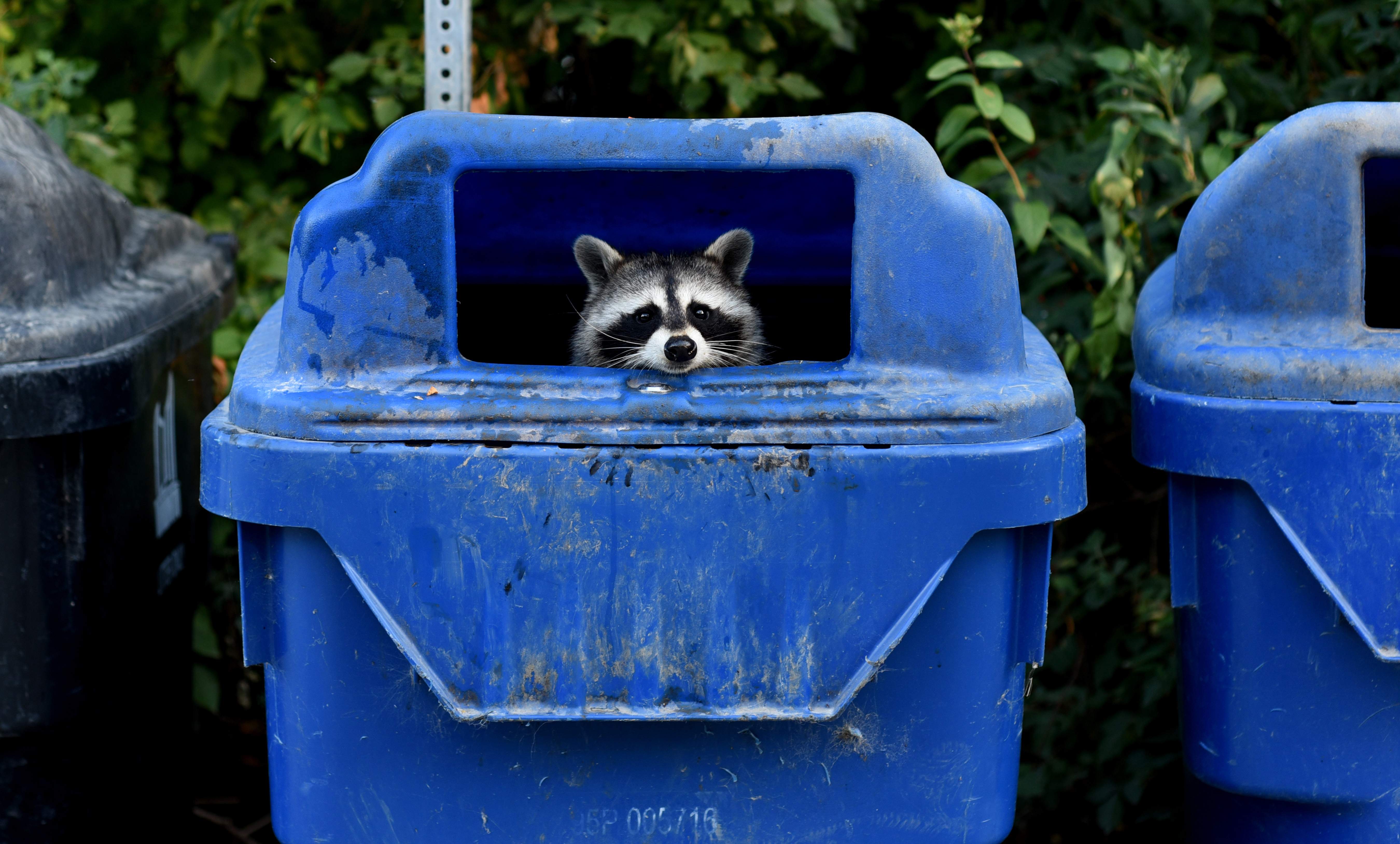 A 'zombie' virus is raging among raccoons. What to know