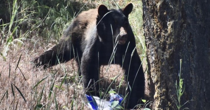 Сезонът на мечките е и на жителите на Централен Оканаган