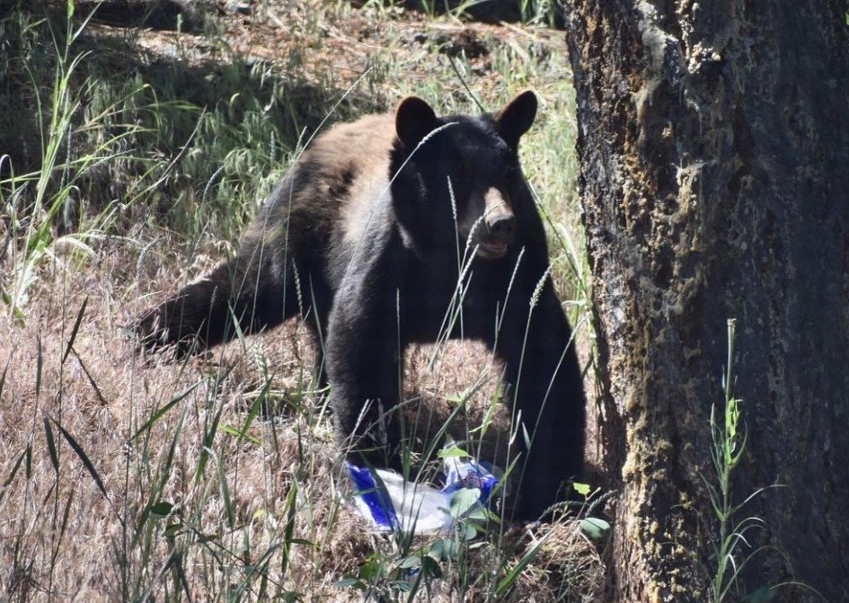 Authorities offer tips with bears awake and scavenging in the Central Okanagan - Okanagan - Vimarsana News