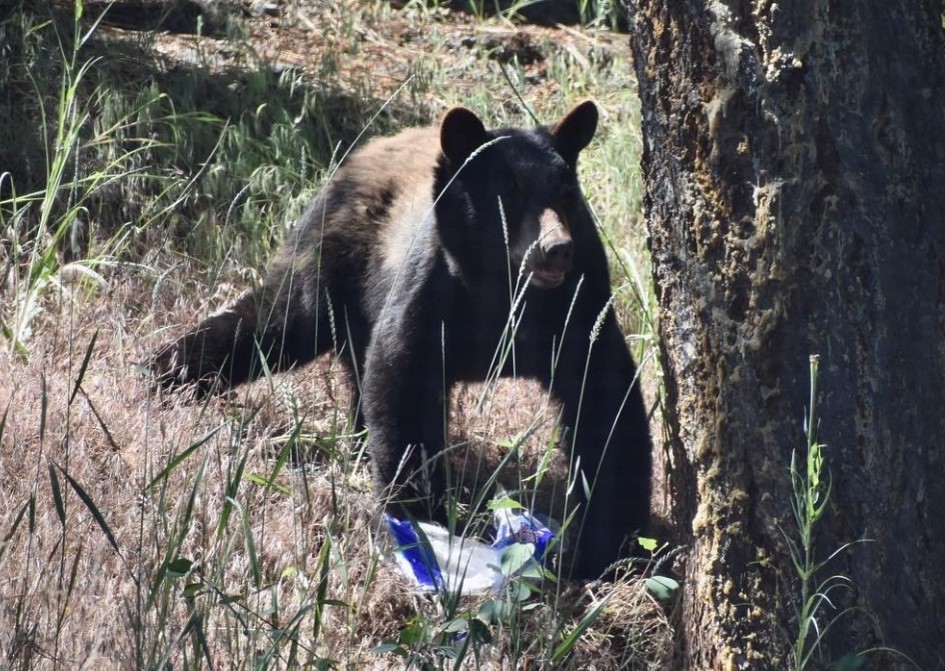 Authorities offer tips with bears awake and scavenging in the Central Okanagan
