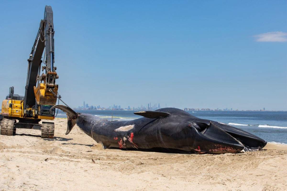 A dead sei whale on a beach. Its tail is attached to a small crane.