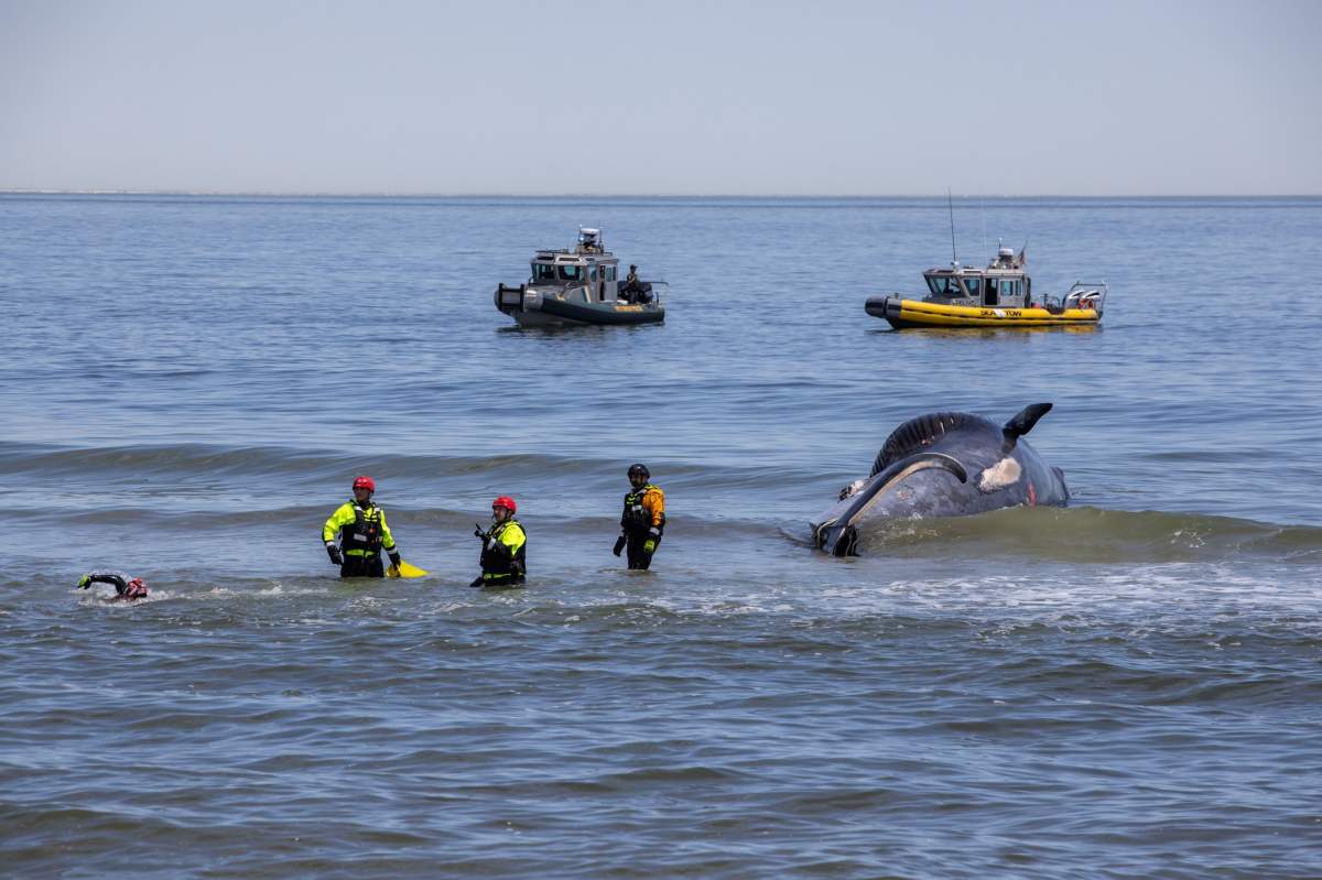 A dead sei whale is towed in to the beach. Its tail is sticking out from the water. Two boats and three people are also in the water.