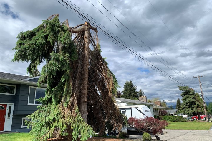 Kelowna residents call out FortisBC for tree-trimming practices: ‘I was shocked’