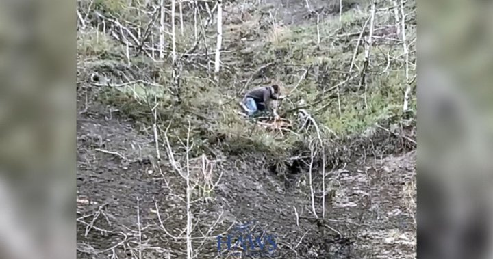 Спасяване на див кон: Случаен наблюдател измъква жребче от ръба на скалата в Алберта