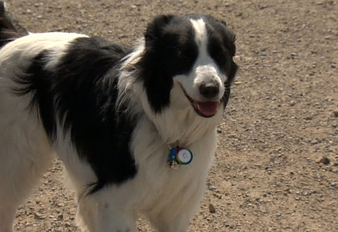 What is required to bring a dog into the U.S. from Canada starting Aug. 1