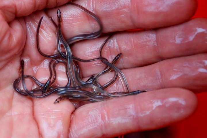 Baby eels worth up to $350K destined for overseas market intercepted in Nova Scotia