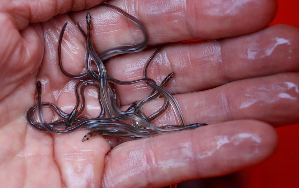 Fisheries officials say they seized 60 kilograms of baby eels said to be worth between $250,000 and $350,000 at a ground transport facility in Dartmouth, N.S., on Friday. In this May 25, 2017, photo, baby eels, also known as elvers, are held in Brewer, Maine. THE CANADIAN PRESSAP-Robert F. Bukaty.