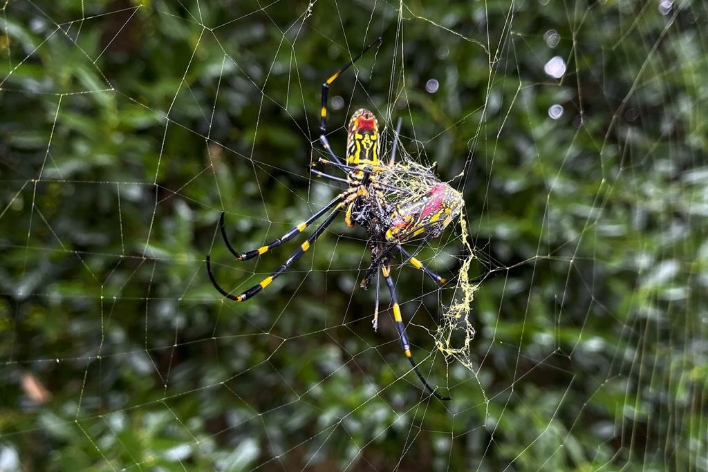 A Joro spider snacking on prey caught in its web, seen in Johns Creek, Ga., Oct. 24, 2021.