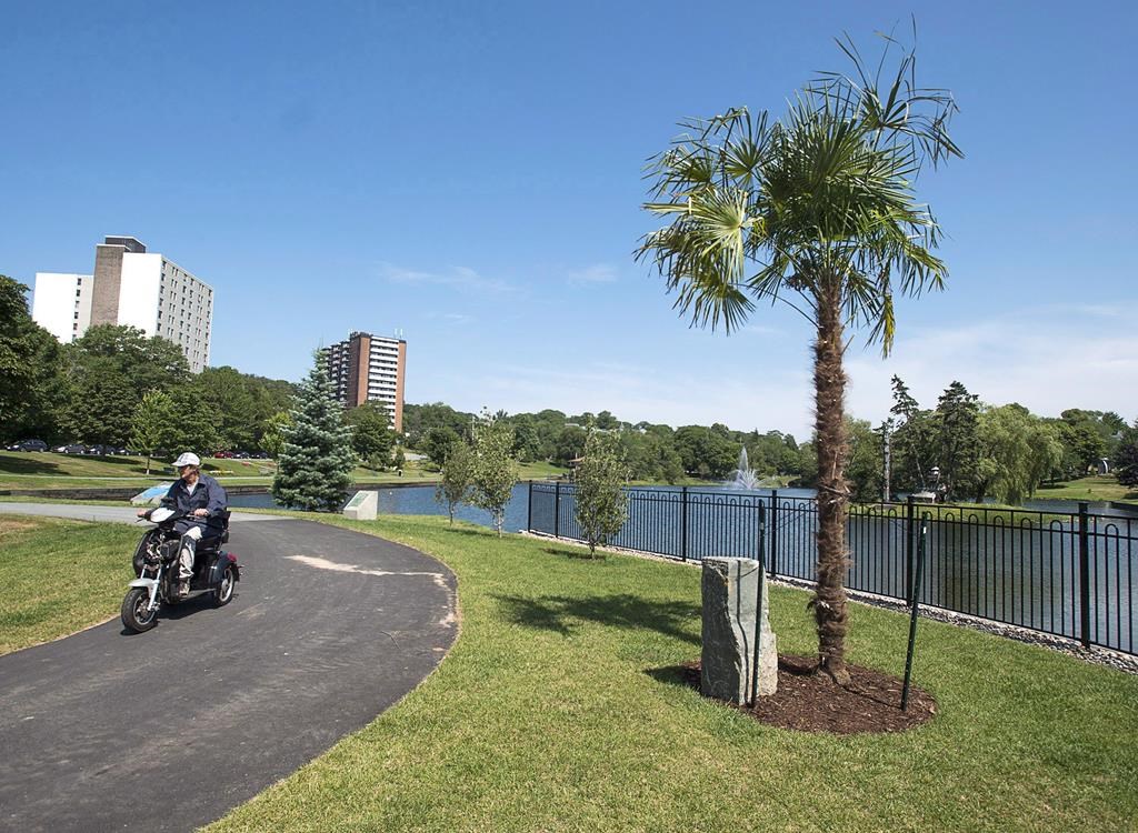 An experiment that began in 2018 to see if palm trees could survive in Halifax came to an end this spring when the last two trees failed to bloom. A palm tree is seen in a park in Dartmouth, N.S. on Wednesday, Aug. 1, 2018. THE CANADIAN PRESS/Andrew Vaughan.