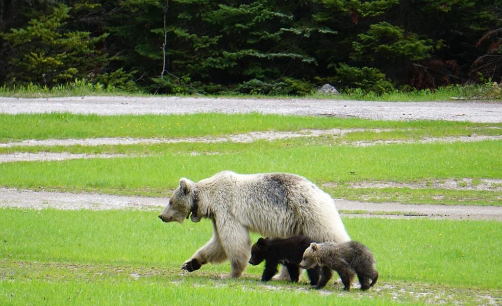 Parks Canada says a rare white grizzly bear and her cubs have died after separate car crashes in Yoho National Park, B.C., on June 6, 2024. The bear, designated GB178 and known as Nakoda, is seen with her cubs in an undated handout photo.