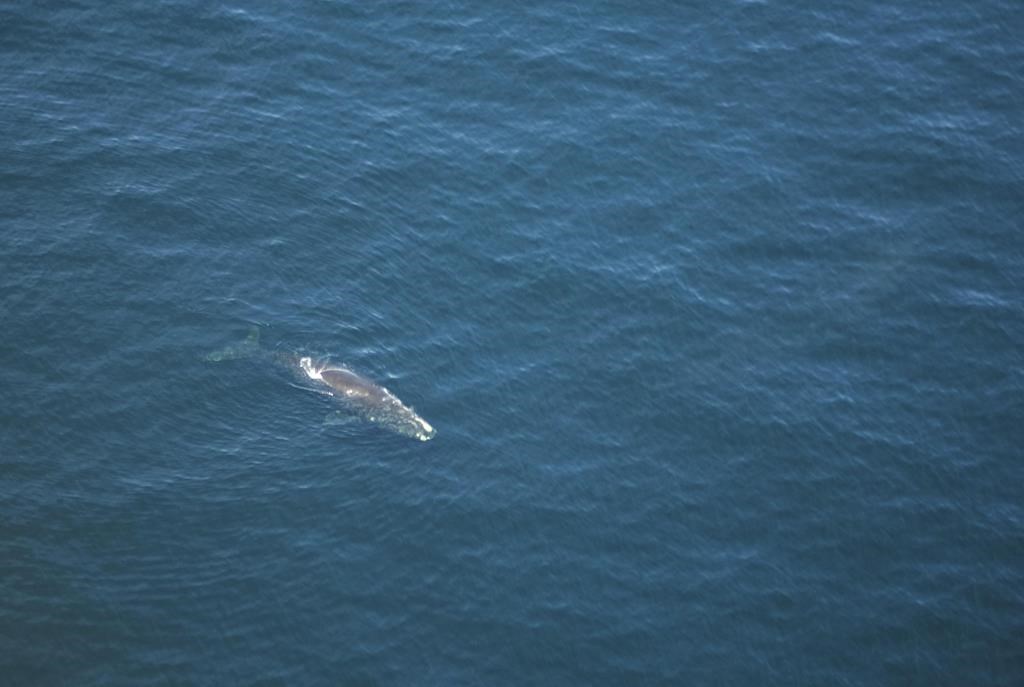 Entangled right whale calf spotted in Gulf of St