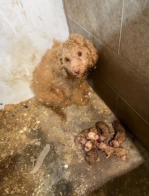 Заводите за кученца вече са незаконни в Онтарио след като провинцията