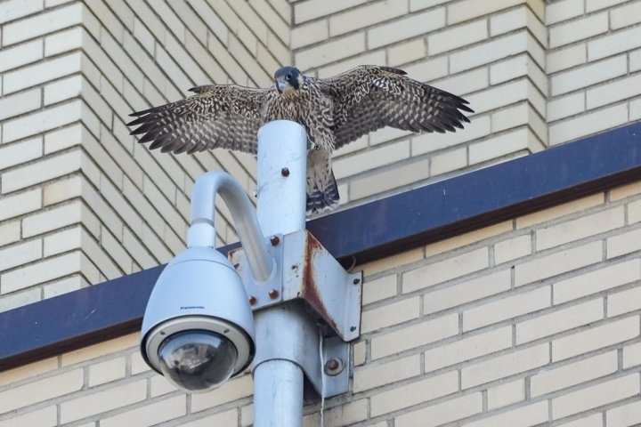 ‘Exciting but stressful’: Montreal peregrine falcon chicks take first flights