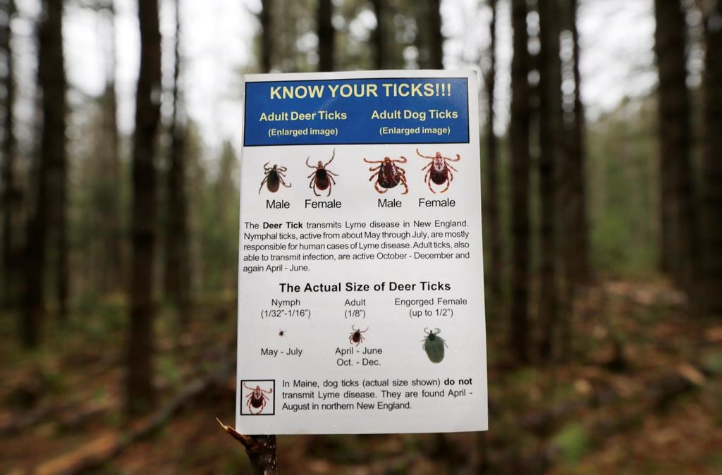 Lyme disease cases climb in Quebec, with more towns in endemic zone