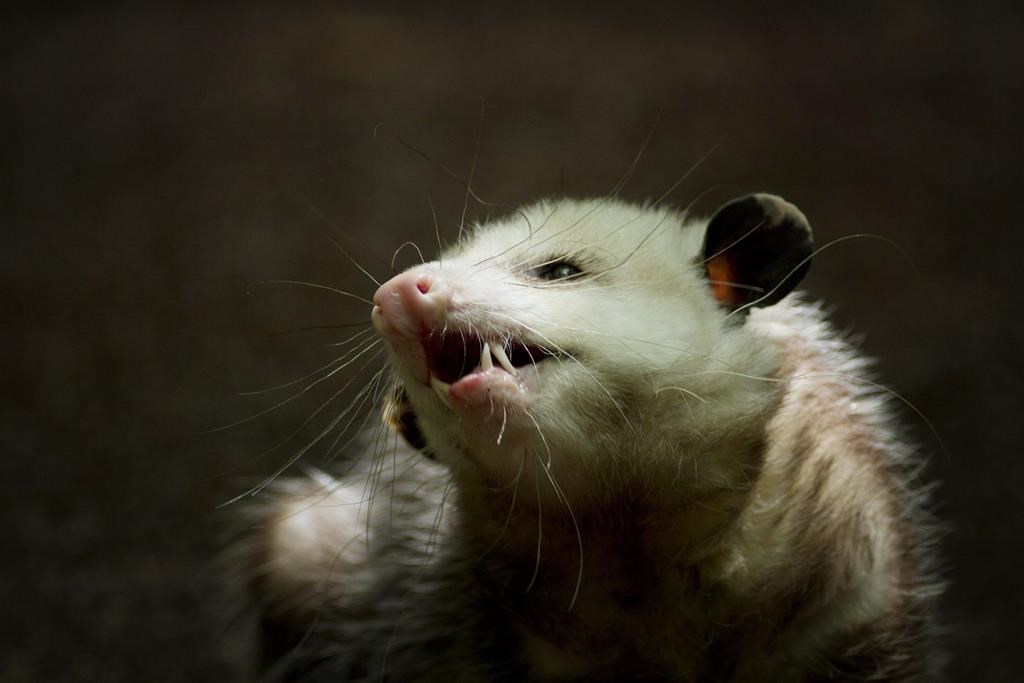 Made it onto the island: Montreal home to growing number of opossums