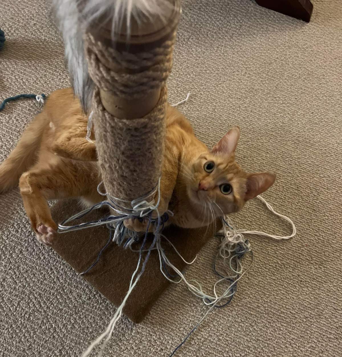 Henry the cat was at home when a fire engulfed a home next door. Three nieghbours broke into the house and rescued him.