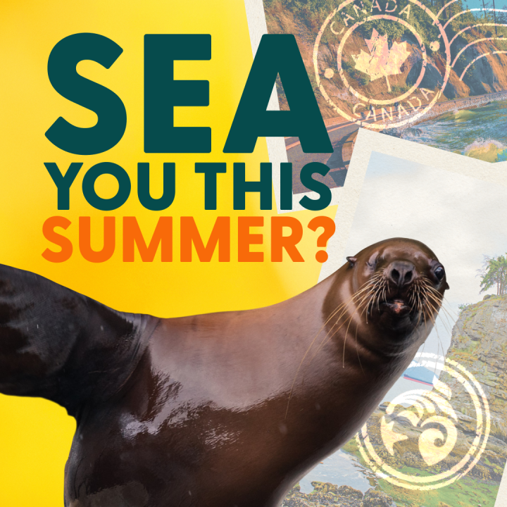 Vancouver Aquarium Summer Contest