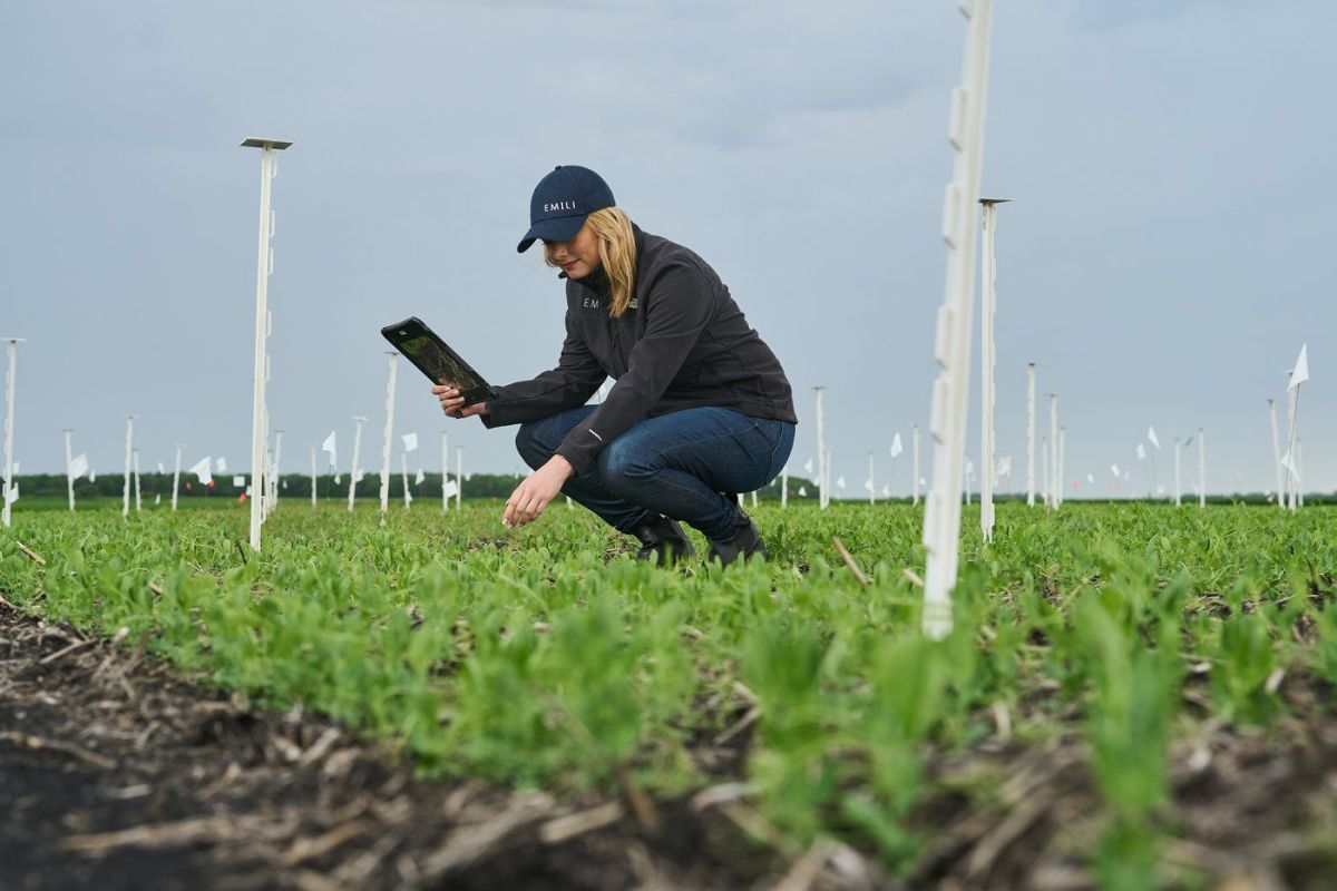 EMILI Managing Director, Jacqueline Keena, is photographed in the field at Innovation Farms, north of Winnipeg on Wednesday, June 12, 2024.