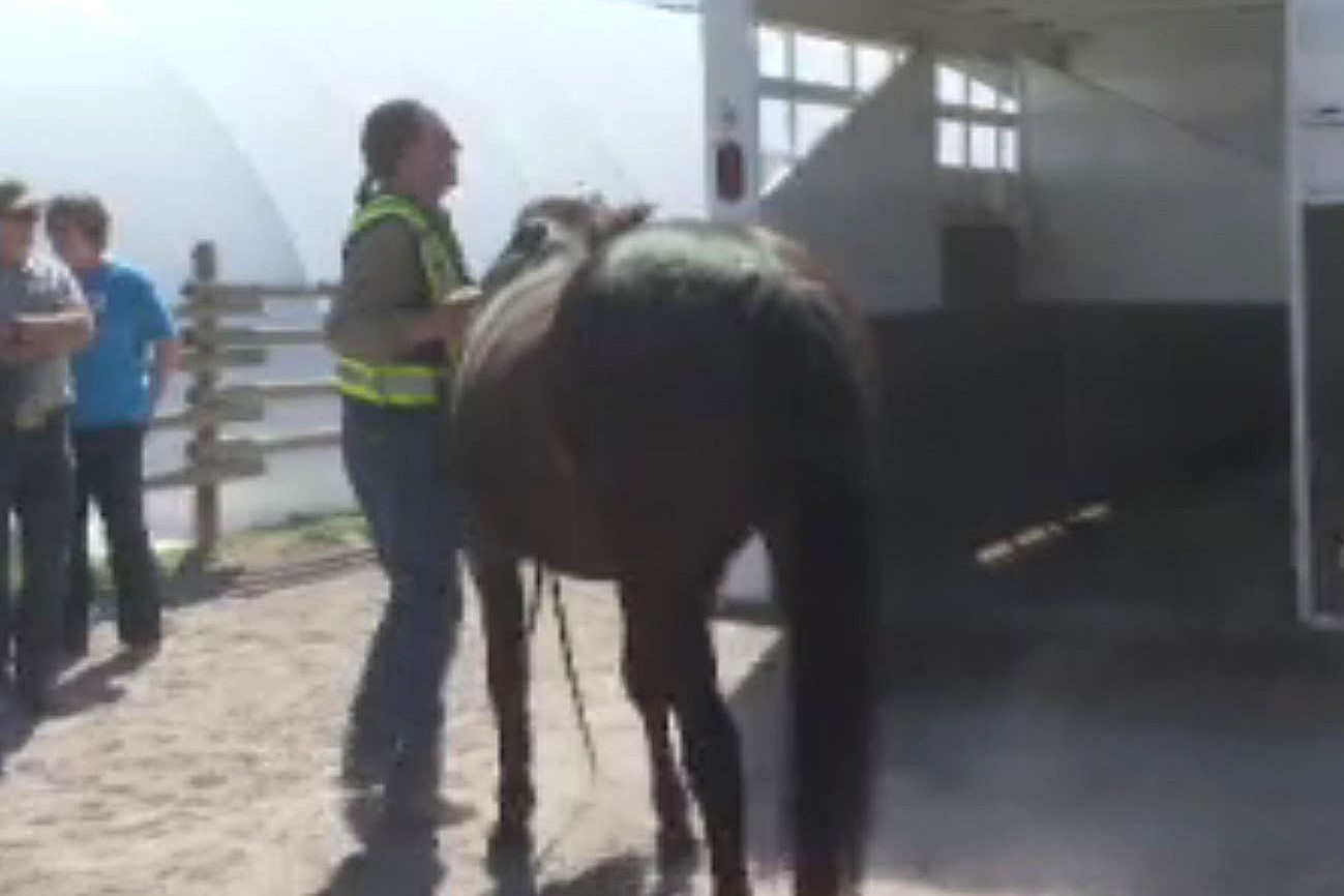 B.C. animal emergency response team seeks livestock haulers for wildfire season