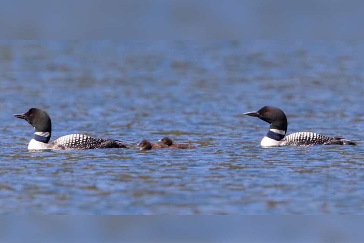 Adult and juvenile common loons at Beaver Lake on June 10, 2024.