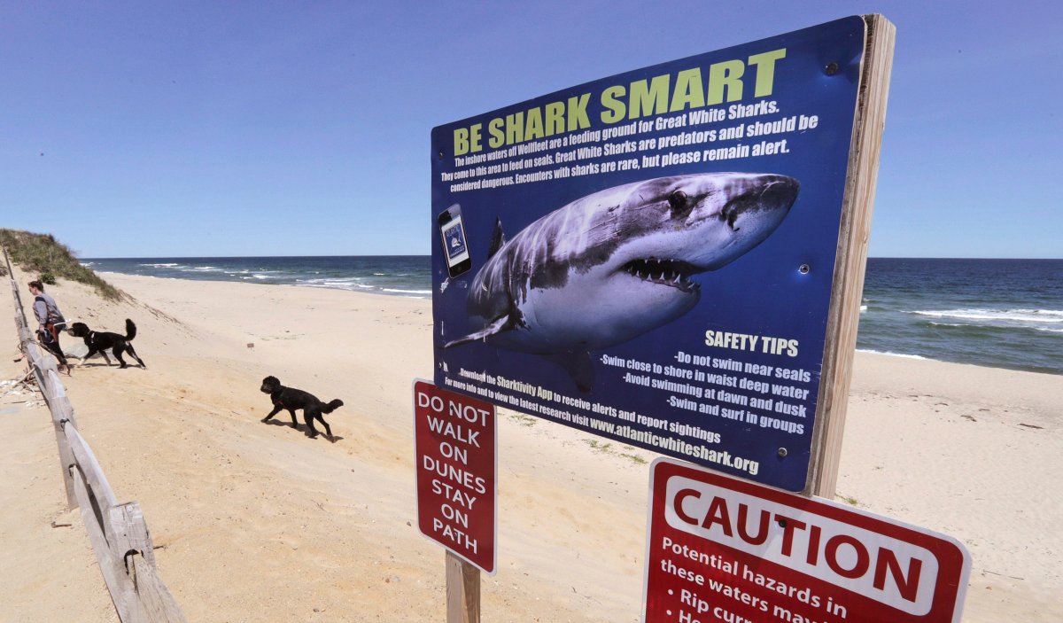new signs warning of great white sharks for some east coast beaches