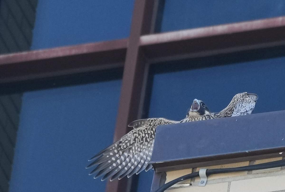 A peregrine falcon chick named Hugo, spreads its wings on a ledge at the University of Montreal in Montreal, Tuesday, June 25, 2024.