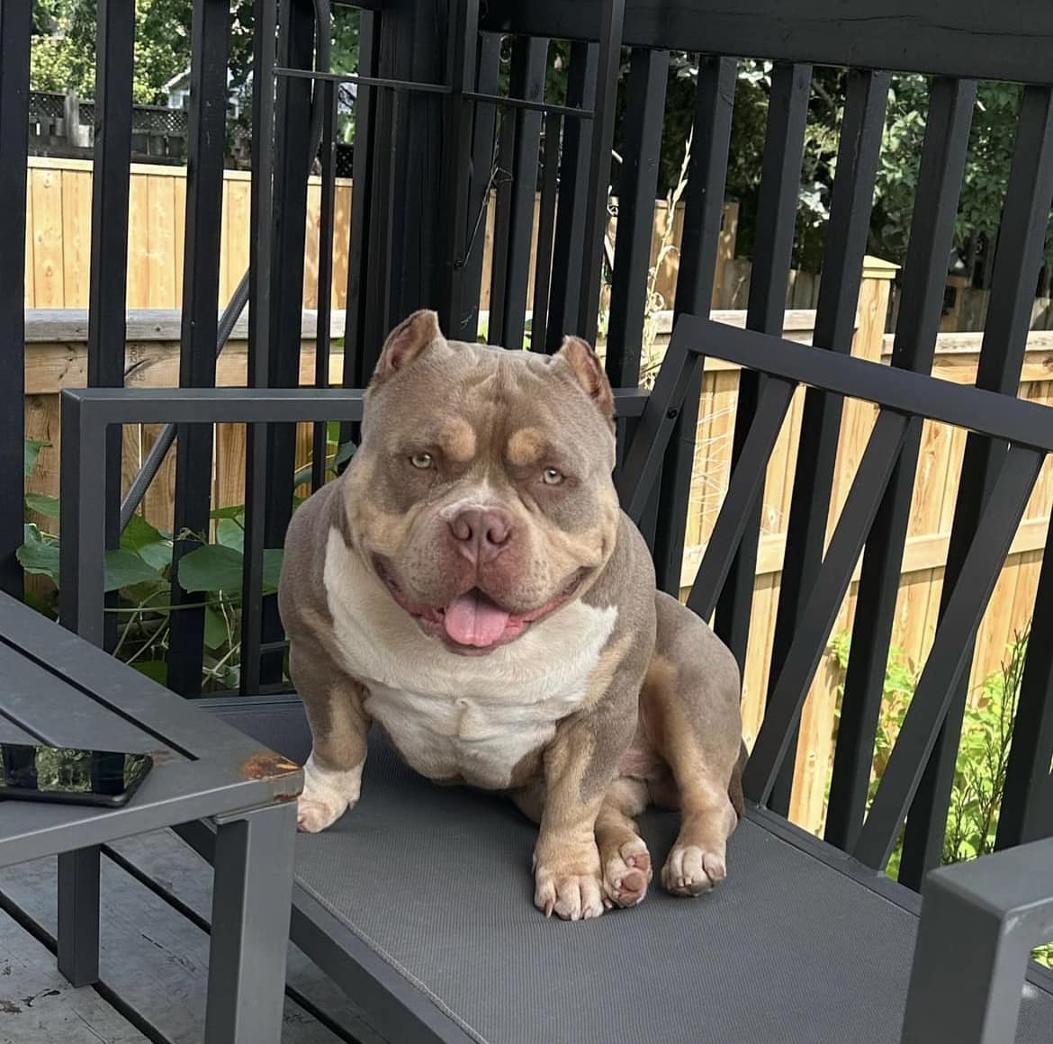 ‘Sick to our stomach’: Ontario family mourns after dog dies at boarding business - image