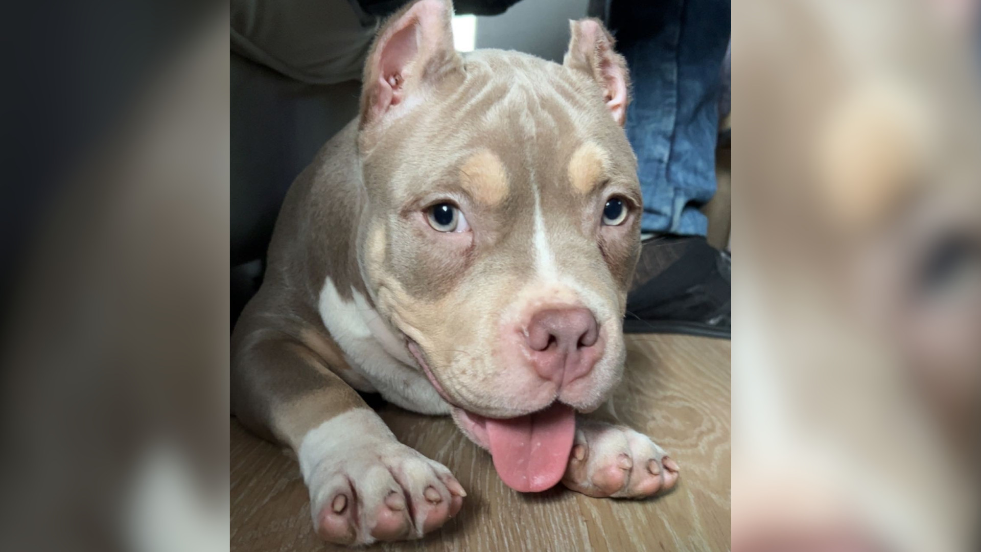 Хамилтън Онтарио бизнес с пансион за кучета е разследван след