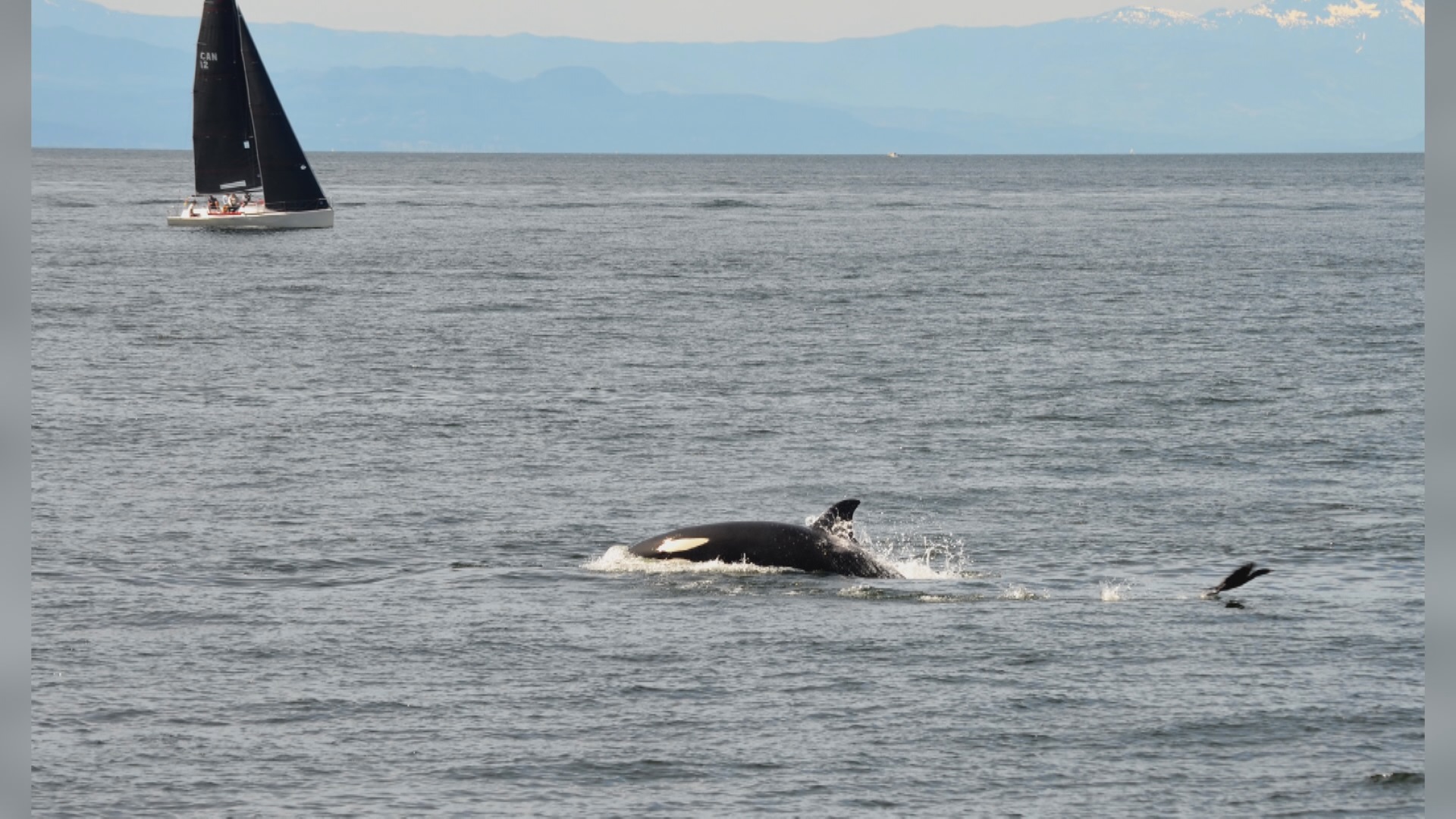 Video: Orca pod swims in Bowen Island sailboat race