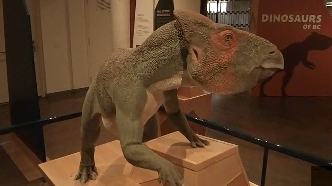 Dig into B.C.’s past: Okanagan Heritage Museum hosts dinosaur exhibit